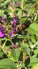 Dielis plumipes