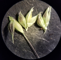 Echinochloa crus-pavonis