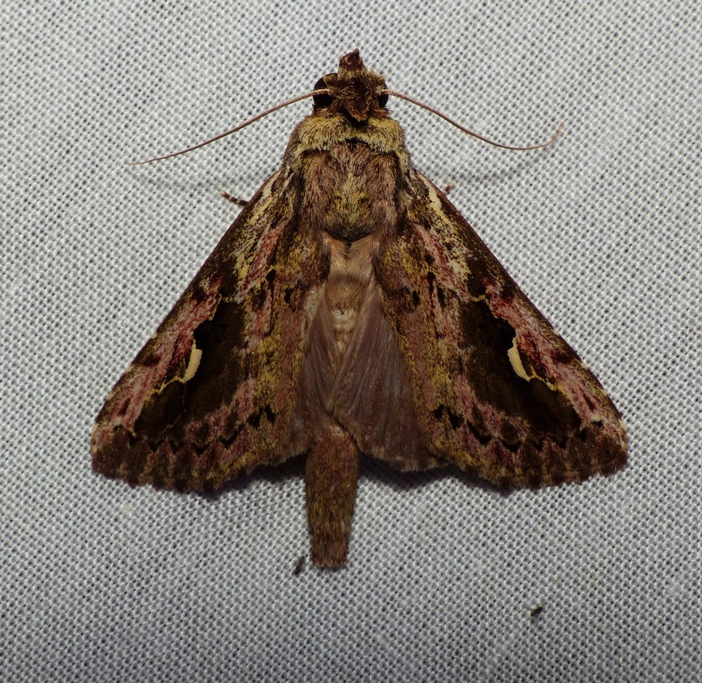 Gopha manacoides
