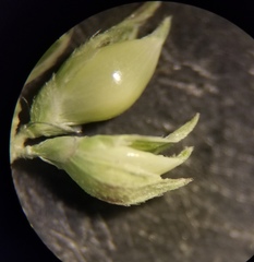 Echinochloa crus-pavonis