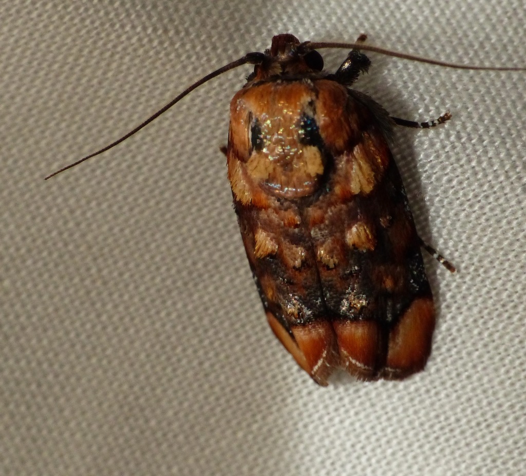Chlamydastis jimlewisi