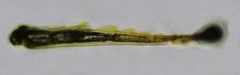 Lasioglossum subhirtum