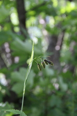 Carex caucasica