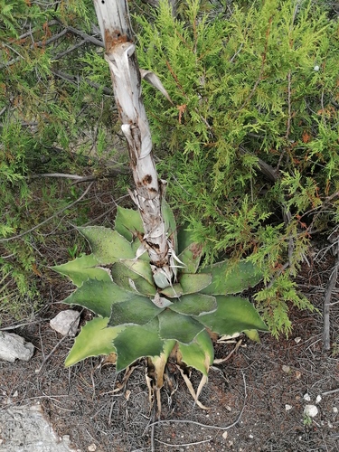 Agave seemanniana (Agave seemanniana)
