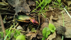 Carabus lineatus