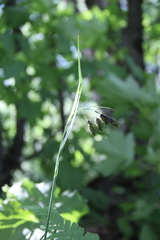 Carex caucasica
