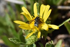 Dianthidium subparvum