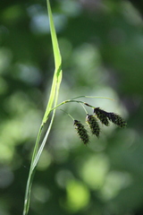 Carex caucasica