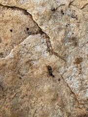 Neoclytus pusillus