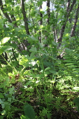 Carex caucasica