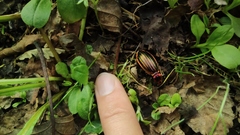 Carabus lineatus