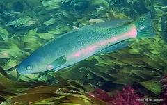 Odax pullus
