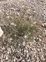 Stephanomeria pauciflora