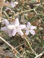 Stephanomeria pauciflora