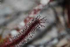 Drosera spiralis