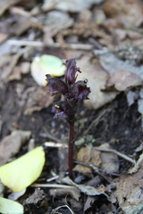 Orobanche gamosepala