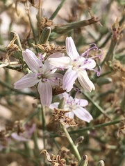 Stephanomeria pauciflora