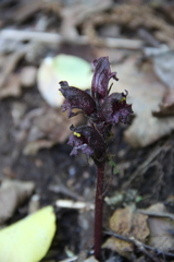 Orobanche gamosepala
