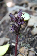 Orobanche gamosepala