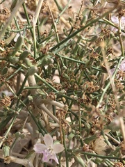 Stephanomeria pauciflora