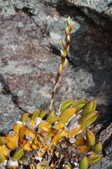 Bulbophyllum mucronifolium