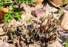 Trichodiadema strumosum