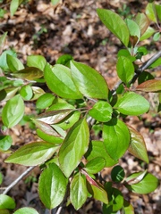 Malus hupehensis