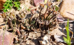 Trichodiadema strumosum