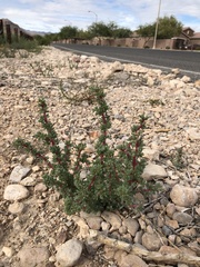 Halogeton glomeratus