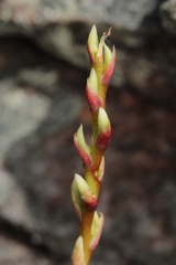 Bulbophyllum mucronifolium