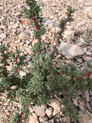 Halogeton glomeratus