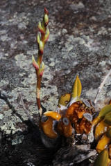 Bulbophyllum mucronifolium