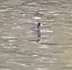 Fulica atra