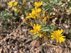 Heterotheca zionensis