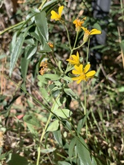 Heterotheca zionensis