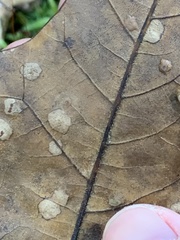 Apiognomonia errabunda