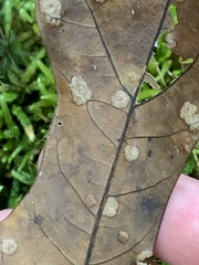 Apiognomonia errabunda