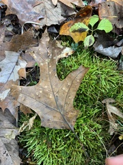 Apiognomonia errabunda