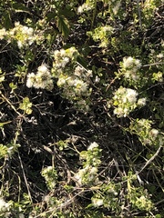 Baccharis pilularis