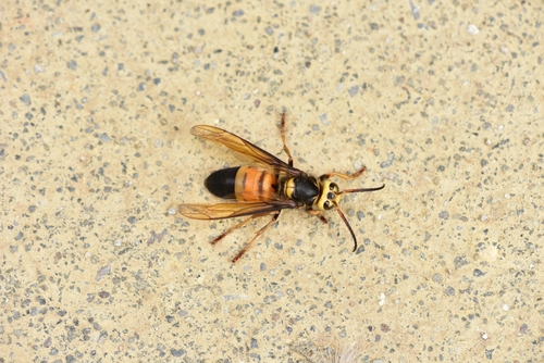 Southern Giant Hornet
