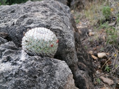 Mammillaria albilanata