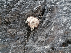 Mammillaria haageana