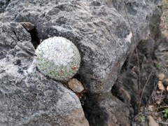 Mammillaria albilanata