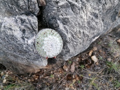 Mammillaria albilanata