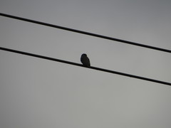 Chelidoptera tenebrosa