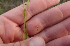 Rhynchospora debilis