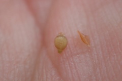 Rhynchospora debilis