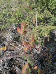 Bursera esparzae