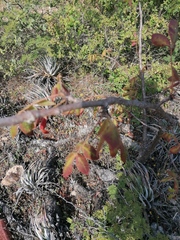 Bursera esparzae