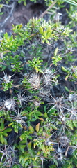 Macledium spinosum